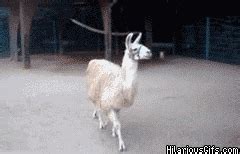 caption gif imagefap|Stillstraightcaptions .